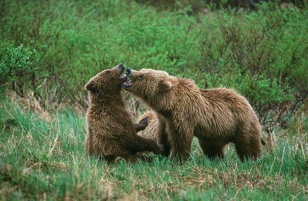 Play behavior between Sow and Cub Brown Bear-McNeil River State Game Reserve-Alaska